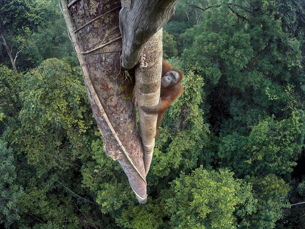  (צילום: Tim Laman - Wildlife Photographer of the Year 2016) (צילום: Tim Laman - Wildlife Photographer of the Year 2016)