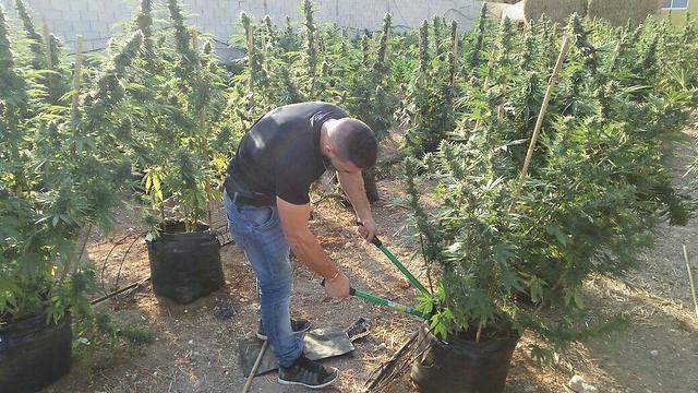 Marijuana plants being destroyed outside Kiryat Malachi