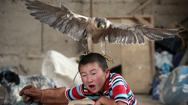 Azat Shajbyrov reacts with a baby falcon on his head in Kyrgyzstan. (Photo: EPA)