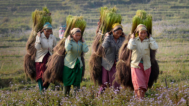 Tiwa tribal women carrying harvested Broom sticks in India (Photo: EPA)