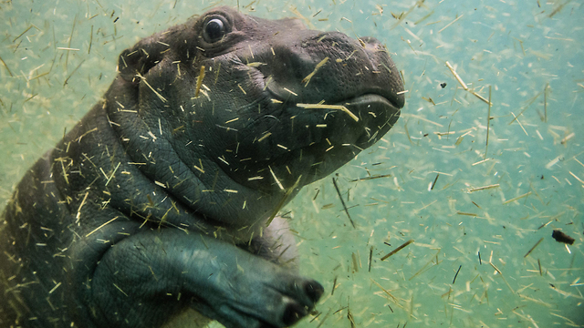 A month-old hippopotamus in the Prague zoo (Photo: EPA)