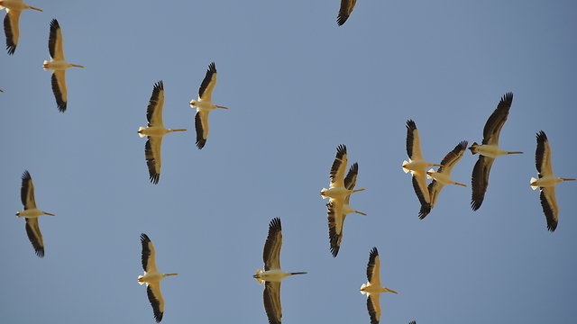 עופות נודדים מעל כפר הנוער קדמה (צילום: מתן מלך ) (צילום: מתן מלך )