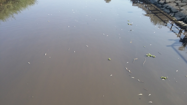 Dead fish in the Alexander River. (Photo: Maxim Benkar)