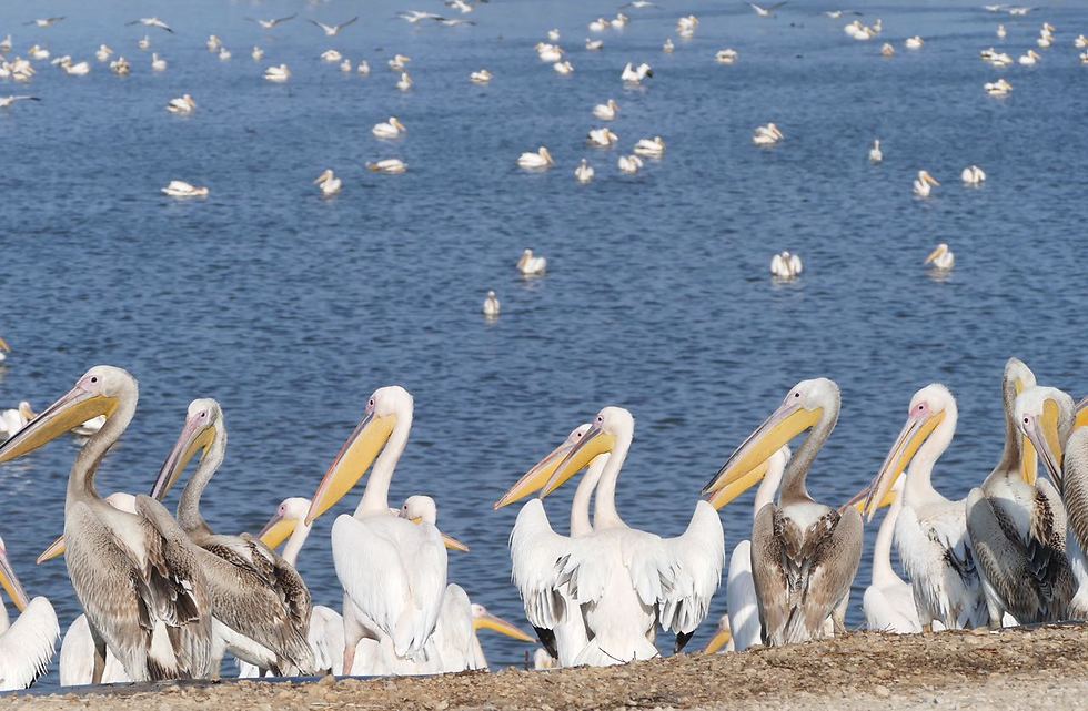 Пеликаны. Фото: Дани Саде