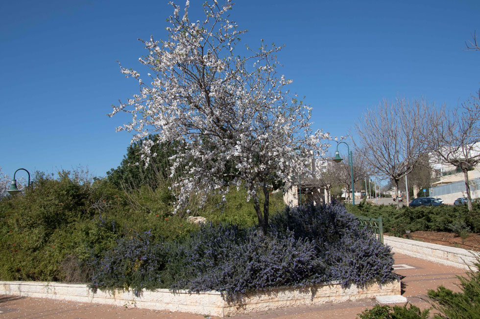 עץ שקדיה נטוע בסביבה העירונית ומוקף בצמחים רב-שנתיים. "שימוש בעצי פרי מקומיים יוצר זיהוי מקומי וחיבור של האנשים למקום שהם גרים בו" (צילום: אלכס הובר)
