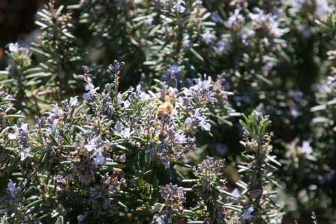 צמחי רוזמרין פורחים מושכים דבורים ומעודדים מגוון ביולוגי (צילום: אלכס הובר)