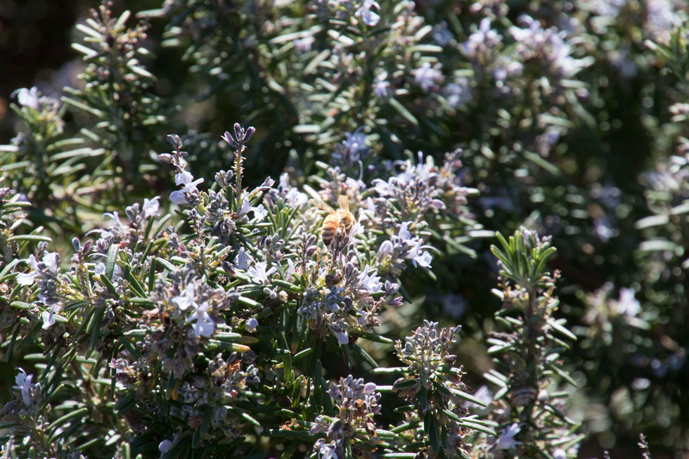 צמחי רוזמרין פורחים מושכים דבורים ומעודדים מגוון ביולוגי. עלות אחזקת שטח ירוק על פי גישת בר-קיימא נמוכה בעשרות אחוזים מאחזקתו על פי הגישה המקובלת (צילום: אלכס הובר)