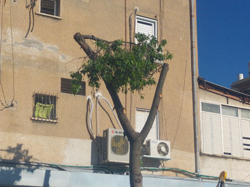 גיזום עמוק נוסח תל אביב. מפחית את יכולת העץ למלא את תפקידו במערכת האקולוגית (צילום: ציפה קמפינסקי)