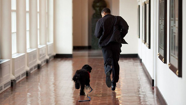 רגע של נחת עם הכלב בו (צילום: Offical White House Photo) (צילום: Offical White House Photo)
