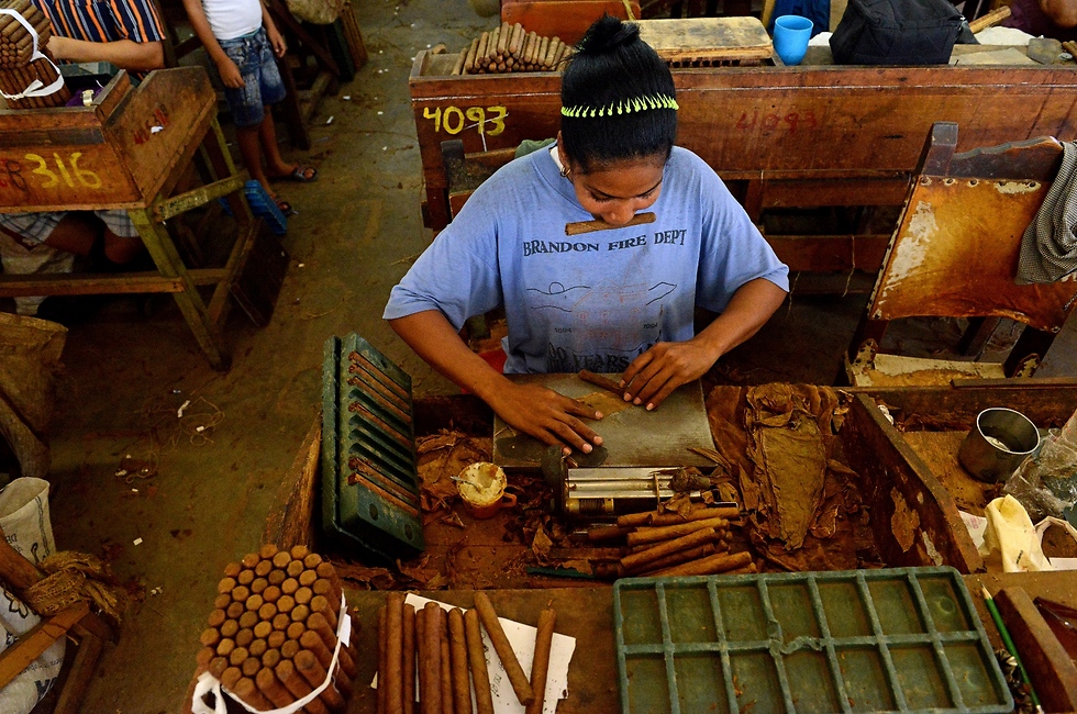 מפעל סיגרים בקובה (צילום: גלעד פיקוס) (צילום: גלעד פיקוס)