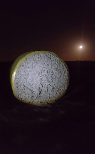 הפתעות לאור ירח בין כרמים ומטעי זיתים במושב טל שחר
