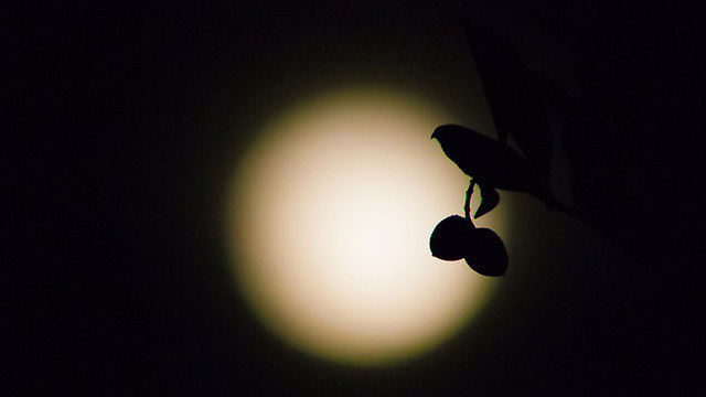 ירח+ציפור בנס הרים (צילום: יקי רפאל) (צילום: יקי רפאל)