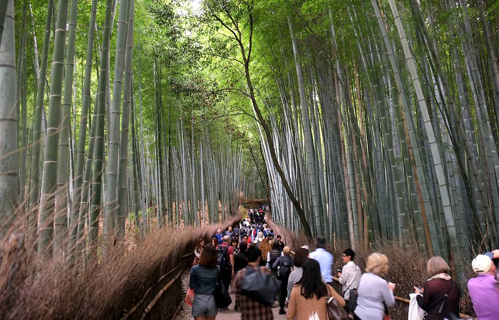 יער הבמבוק בקיוטו (צילום: יריב כץ) (צילום: יריב כץ)