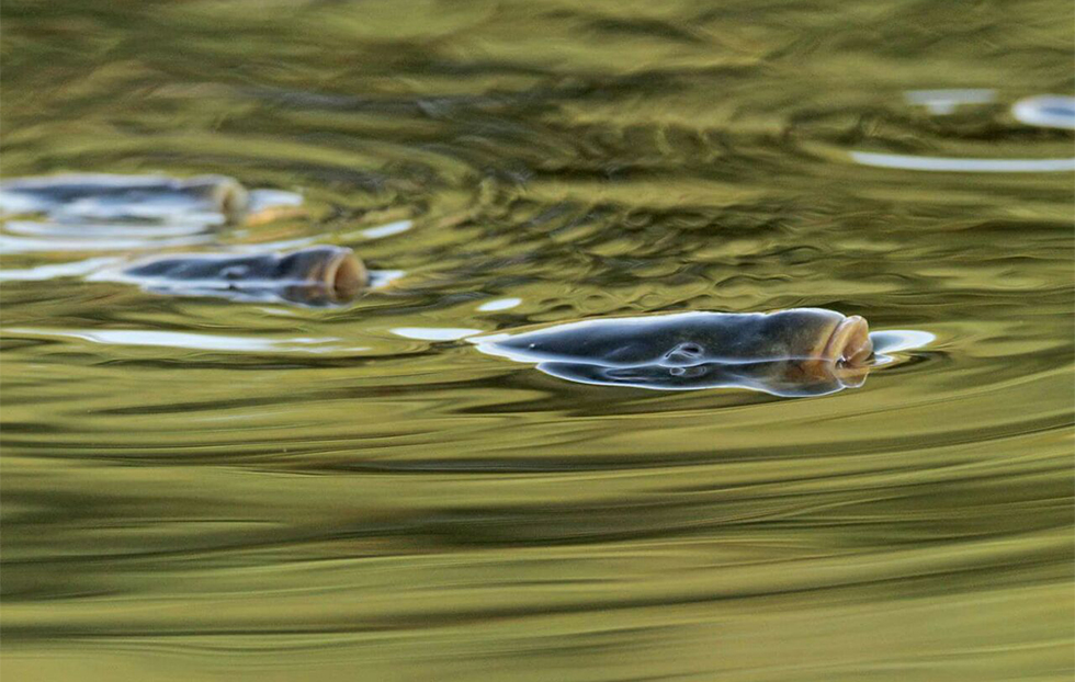 "הדגים שוכבים במים ופשוט נרקבים" (צילום: עירית דרוב) (צילום: עירית דרוב)