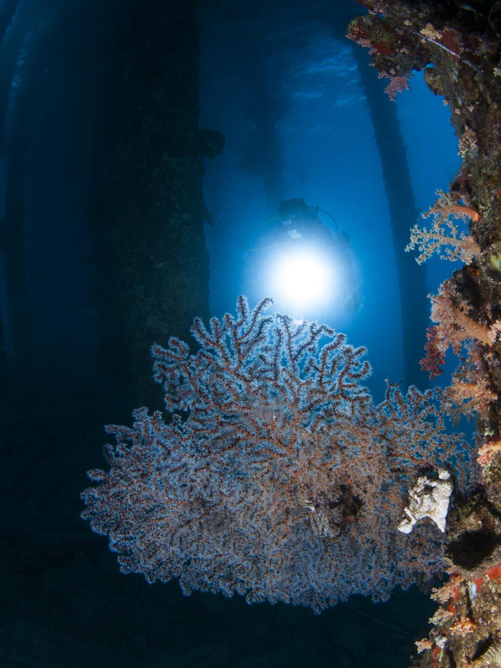 אלמוג מהמין דק גורגונית כחלחלה מתפתח לאיטו על עמודי המימשה (צילום:חגי נתיב) (צילום:חגי נתיב)