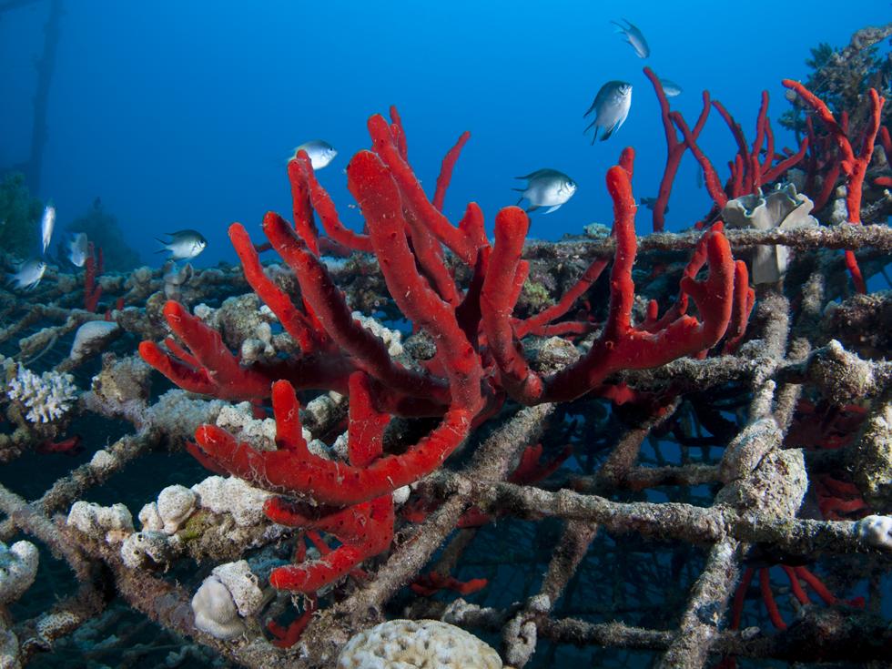 דגי דפדופית שוחים בין אלמוגים וספוגים שהתפתחו על בסיס רשתות הברזל (צילום:חגי נתיב) (צילום:חגי נתיב)
