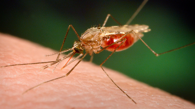 היתושה מעבירה את הטפיל לאדם בעקיצה. מלריה (צילום: AP) (צילום: AP)