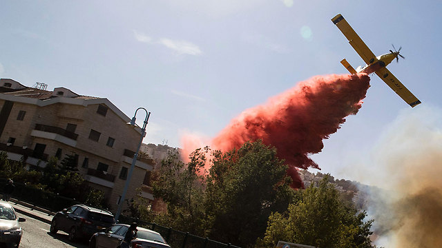 השריפה בחיפה ב-2016 (צילום: AFP) (צילום: AFP)