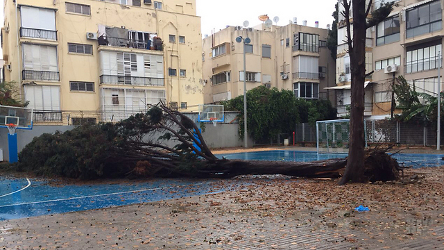 עץ קרס בתל אביב (צילום: יוסי גלאם) (צילום: יוסי גלאם)