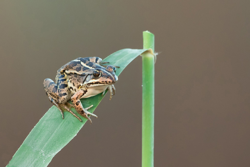 צפרדע הנחלים (צילום: אבירן ויינר הלוי) ()