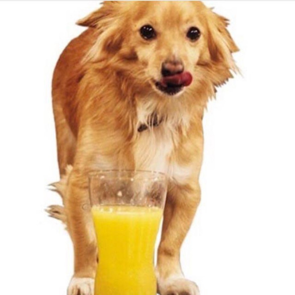 עם מיץ התפוזים שכה אהב. הכלב שוקי ()