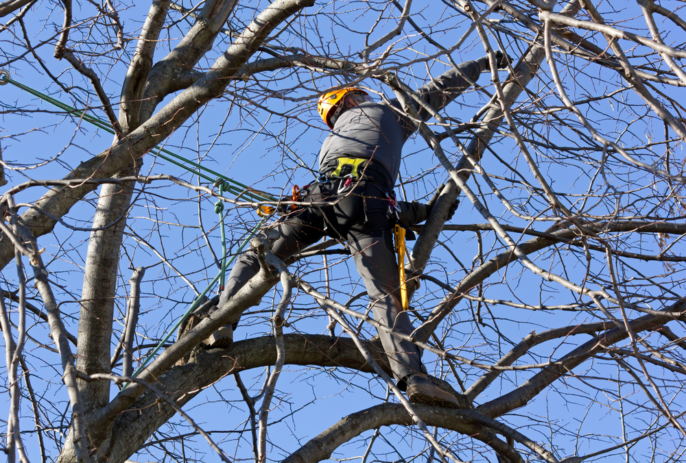 מעבר לסיכון שבטיפוס לגובה גיזום לא מקצועי יכול לפגום באיזון העץ ולהוביל לקריסתו  (shutterstock) (shutterstock)