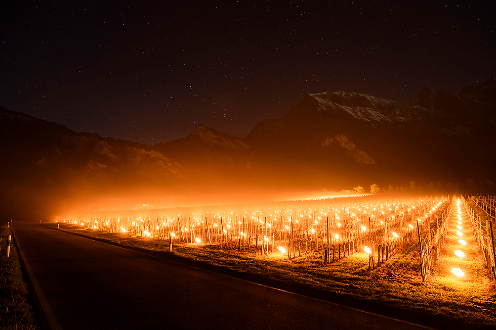 Heat lamps warming grapes in a Swiss vinyard (Photo: AP)