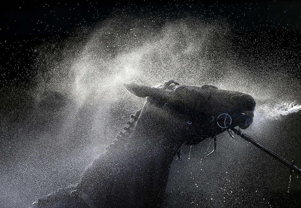 Washing a horse off after a race in the UK (Photo: AP)
