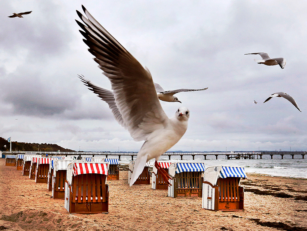 A seagull on the Baltic sea (Photo: AP)