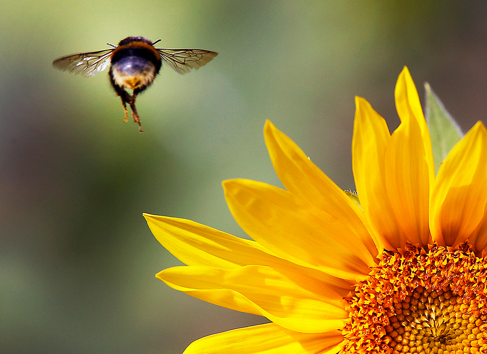 A bee and a sunflower in Frankfort (Photo: AP)