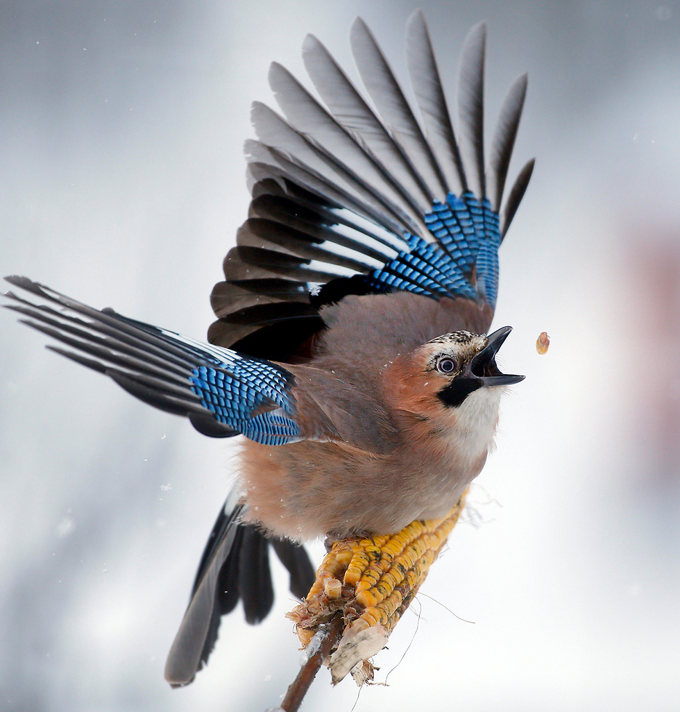 A bluejay catches a piece of corn in Minsk, Belarus (Photo: AP)