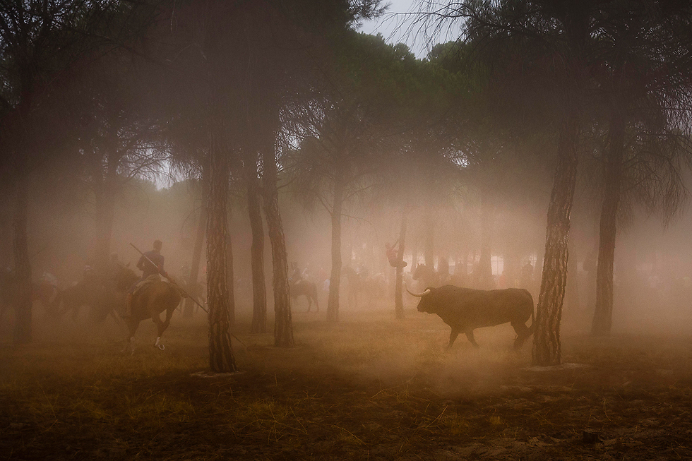 A bull runs after a man on a horse through a pine forest in Spain (Photo: AP)