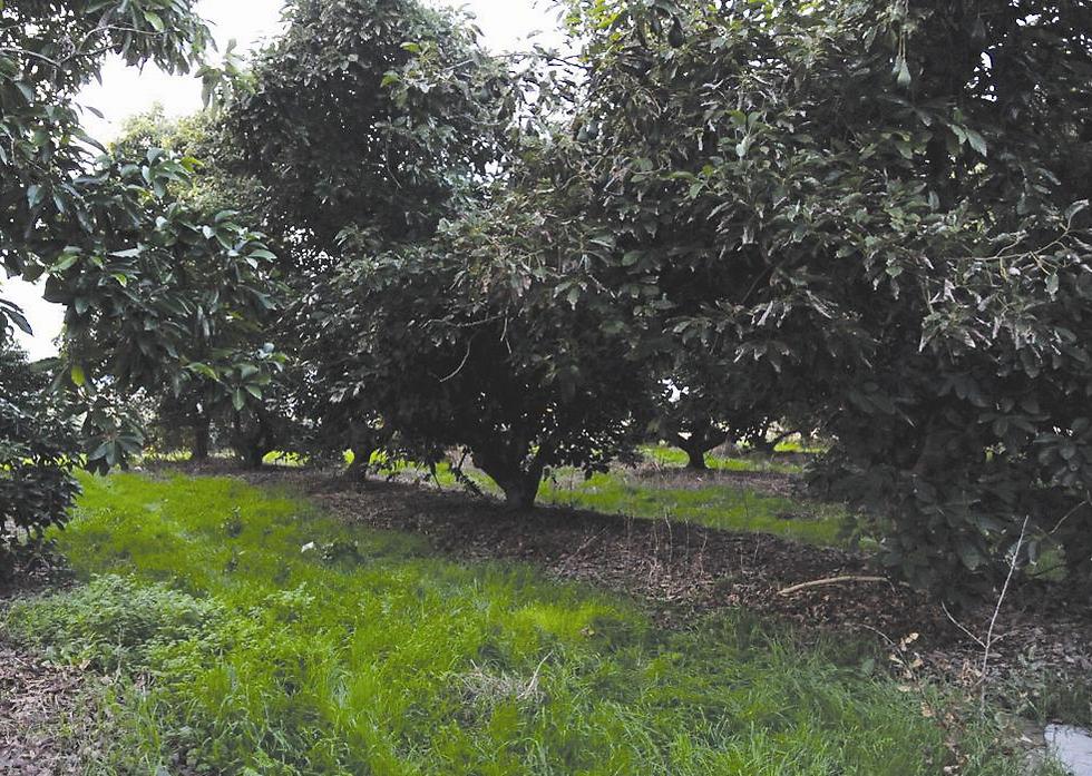 An avocado plantation in Israel (Photo: Eran Yoffi Cohen)