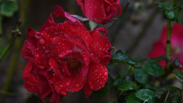 גשם לפרחים בקיבוץ עמיר (צילום: אביהו שפירא) (צילום: אביהו שפירא)