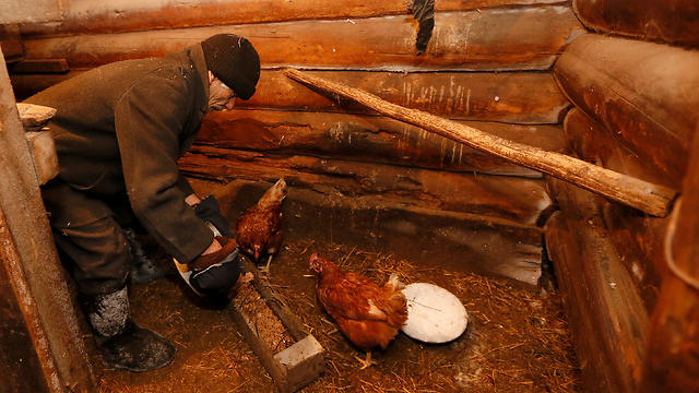 ומטפל בתרנגולות (צילום: רויטרס) (צילום: רויטרס)