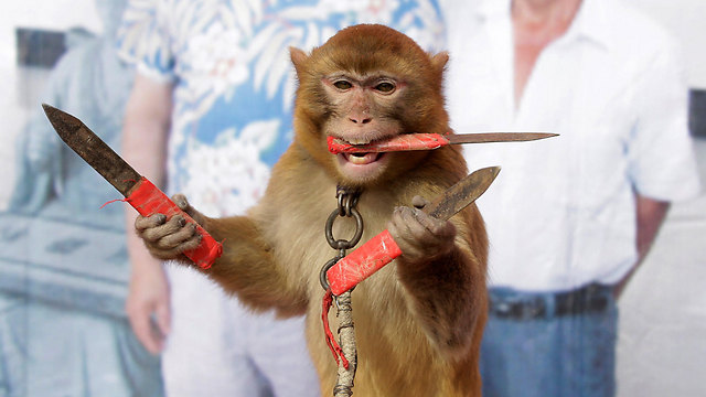 קוף תופס סכינים בחוות קופים בסין ומנסה להישאר יציב (צילום: רויטרס) (צילום: רויטרס)