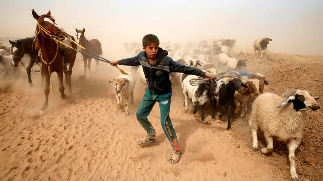 ילד עיראקי, פליט שברח מאזור מוסול הכבוש על-ידי דאעש, מוביל את הצאן שלו למקום מבטחים (צילום: רויטרס) (צילום: רויטרס)