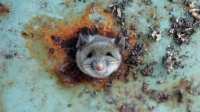 עכברוש מציץ מתחתית פח אשפה בניו יורק (צילום: רויטרס) (צילום: רויטרס)
