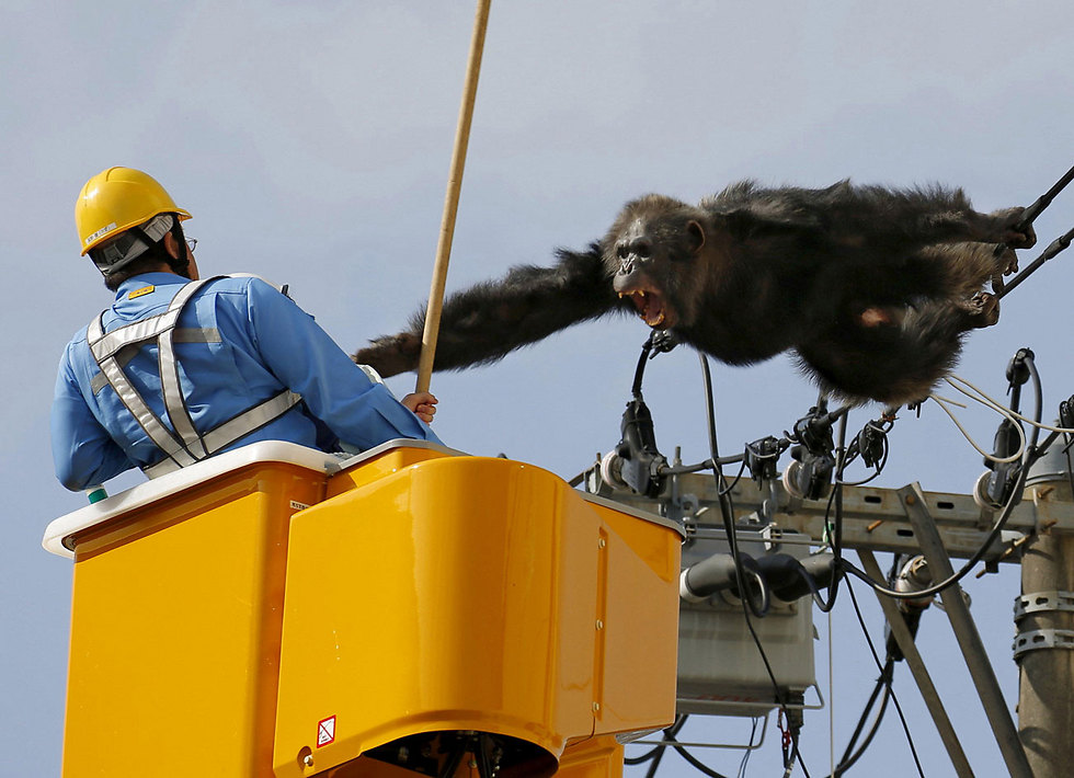 שימפנזה ממין זכר שברח מגן חיות ביפן צורח, כשאנשי מקצוע מנסים לתפוס אותו על כבלי החשמל (צילום: רויטרס, Kyodo) (צילום: רויטרס, Kyodo)