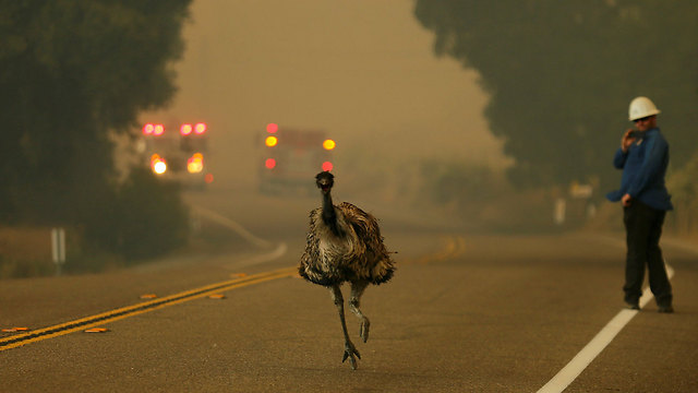 אמוּ בורח מהאש באזור שריפות בקליפורניה (צילום: רויטרס) (צילום: רויטרס)