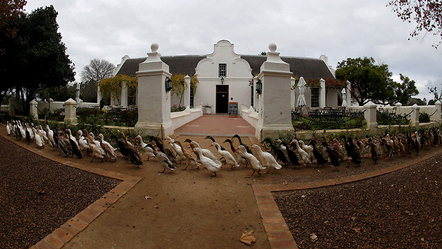 צעדת ברווזים בקייפטאון, דרום אפריקה (צילום: רויטרס) (צילום: רויטרס)