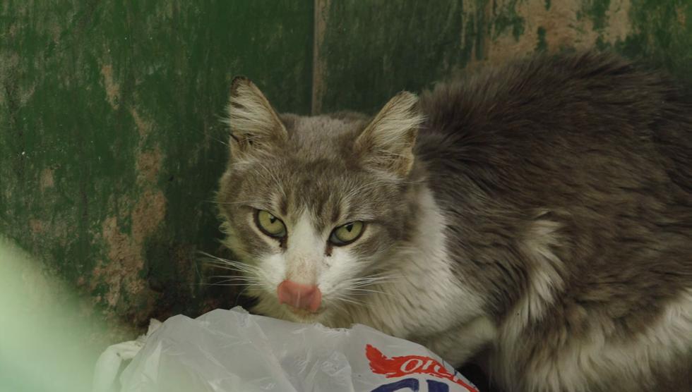 חתול רחוב מחפש מזון בפח אשפה (צילום: ארז ארליכמן) (צילום: ארז ארליכמן)