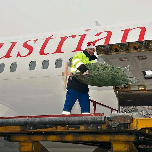 עובד "אוסטריאן" מעמיס עץ אשוח אל תא המטען של המטוס