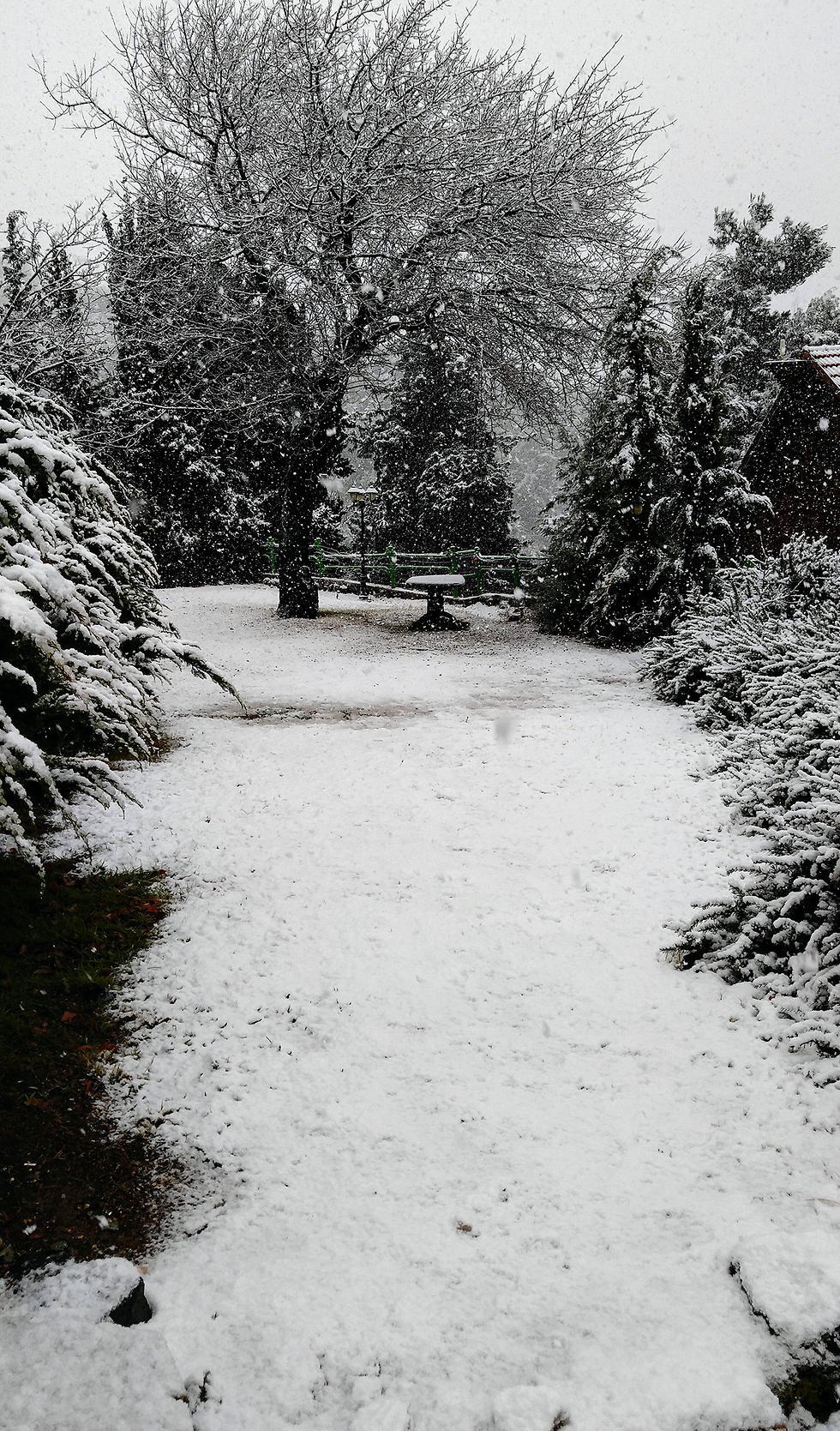שלג בנווה אטי"ב (צילום: ירון ברגר) (צילום: ירון ברגר)