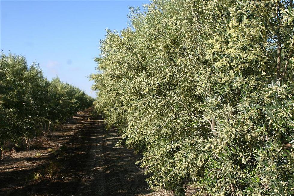 הזיתים של משק הילמן (צילום: רוני הילמן) (צילום: רוני הילמן)