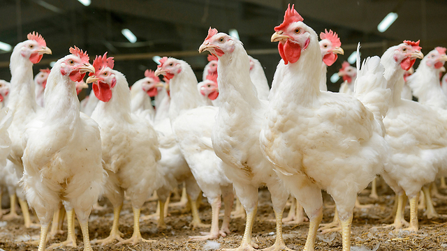 לא מה שחשבנו. תרנגולות (אילוסטרציה: Shutterstock) (אילוסטרציה: Shutterstock)