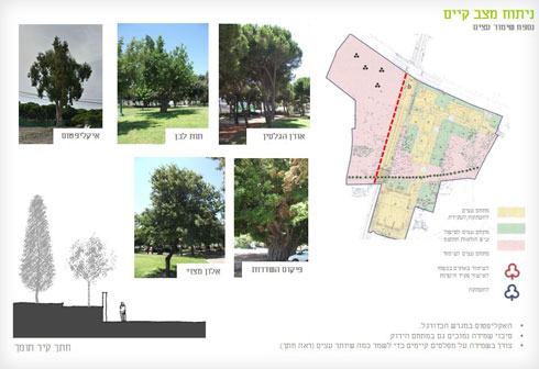 מיפוי העצים בשטח התוכנית. העירייה מבטיחה ש"כל תוכנית שתקודם תשמור על מאזן השטחים הציבוריים בשכונה"