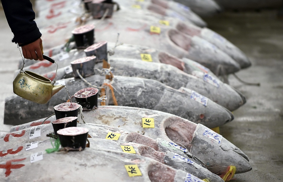 שוק הדגים צוקיג'י. עתיד לא ברור (צילום: EPA) (צילום: EPA)