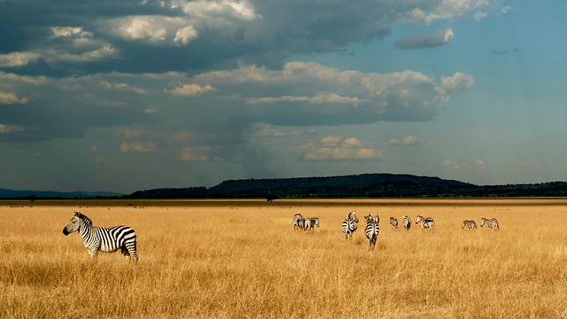 שמורות הטבע העצומות של טנזניה (צילום: אסף עמרן) (צילום: אסף עמרן)