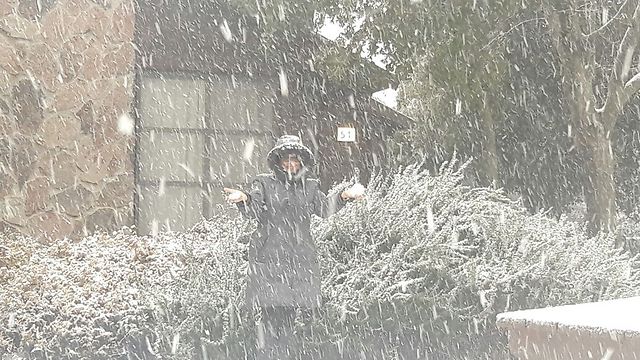 שלג בקיבוץ מרום גולן (צילום: אביהו שפירא) (צילום: אביהו שפירא)
